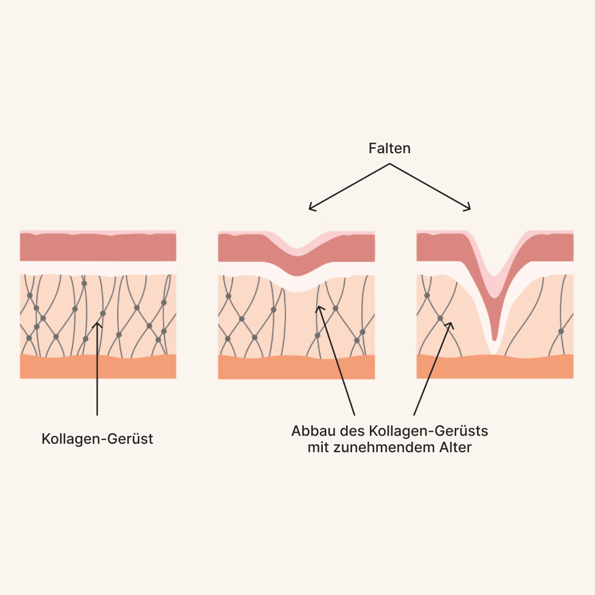 LP2-dg_collagen-Content-v1