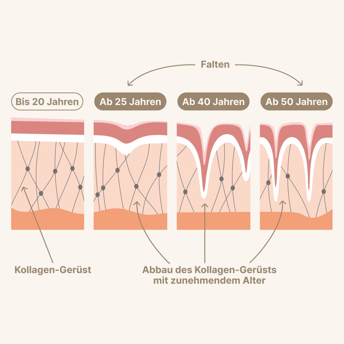daily-collagens-Content-2
