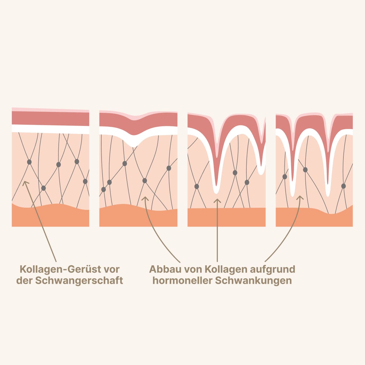 daily-collagens-Content-2_2_