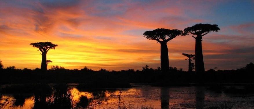 Baobab Afrikanischer Affenbrotbaum